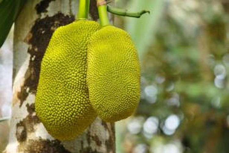 Buah nangka.