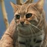 5 Kucing Liar Paling Kecil di Dunia