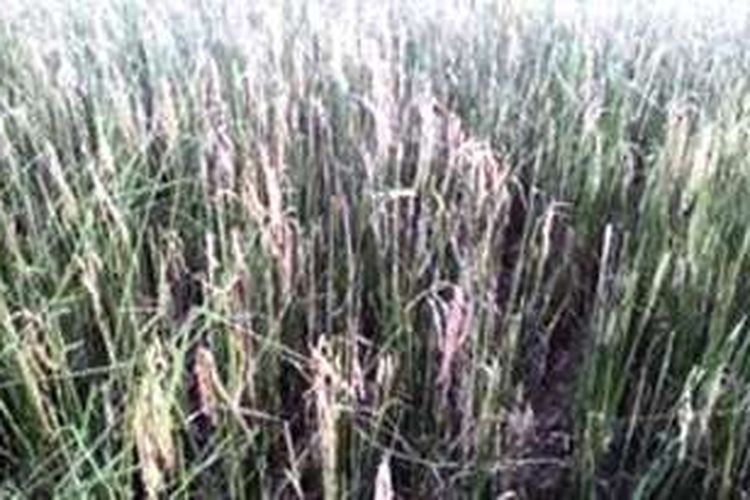 Lebih kurang 70 hektare tanaman padi di Desa Karumbu, Kecamatan Langgudu, Kabupaten Bima diserang hama wereng. Padi yang memasuki usia 3 bulan ini terancam gagal panen.