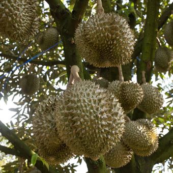 Pohon durian