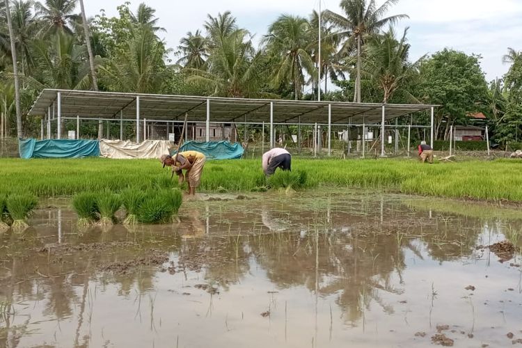 Para petani di Desa Krandegan Kecamatan Bayan Kabupaten Purworejo sedang menanam padi di samping panel surya pada Minggu (31/12/2023)