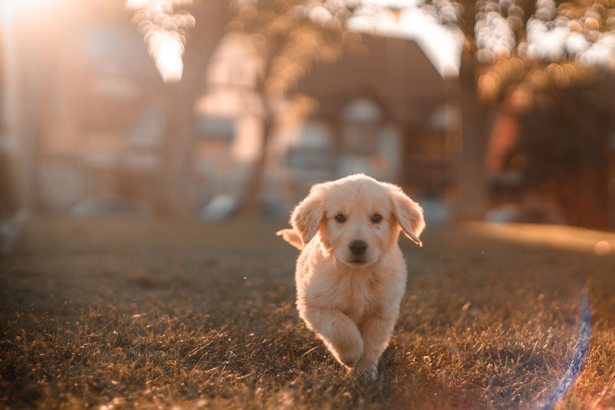 Ilustrasi anak anjing golden retriever, salah satu ras anjing paling aktif dan senang bermain