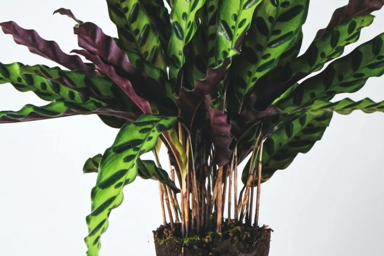 Ilustrasi tanaman hias Calathea Rattlesnake. 