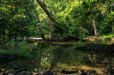 Bumi Memanas, Daun di Hutan Tropis Bisa Gagal Berfotosintesis