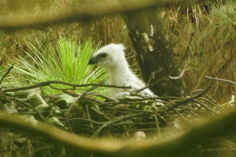 Petugas Balai Taman Nasional Gunung Ciremai mengabadikan temuan seekor anakan Elang Jawa (Nisaetus bartelsi) di Kawasan Balai Taman Nasional Gunung Ciremai (BTNGC), Kabupaten Majalengka, Jawa Barat, yang baru menetas sekitar satu pekan, pada Senin (30/5/2022). Jumlah populasi Elang Jawa yang merupakan satwa dilindungi ini terus bertambah.
