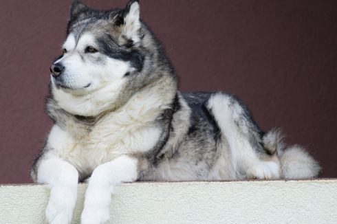 8 Ras Anjing Populer Asal Amerika Serikat, Tak Cuma Bulldog