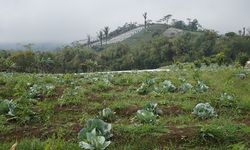 Menilik Hasil Perkebunan dan Peternakan Desa Sumber Urip di Bengkulu