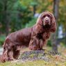 Mengenal Anjing Sussex Spaniel, dari Karakter, Sejarah, dan Perawatan