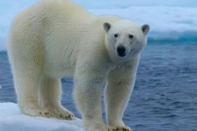 Ilustrasi beruang kutub.