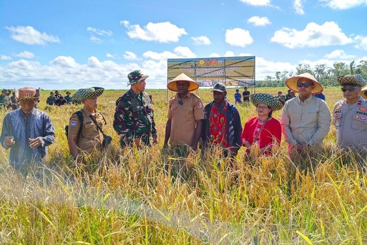 Panen Perdana Lumbung Pangan Papua Selatan, Hasil 2,5 Ton Per Hektar