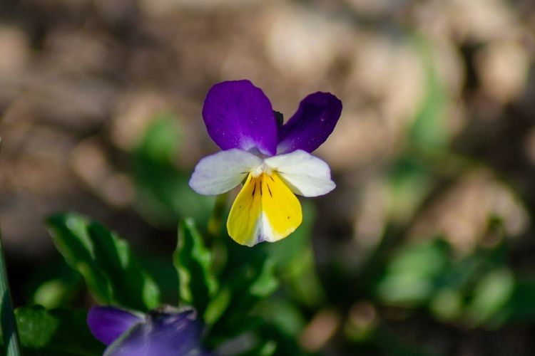 Bunga Viola tricolor L.