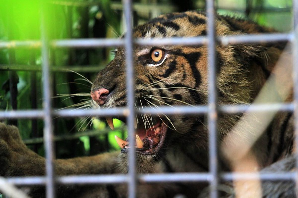 Seekor anak harimau sumatra (Panthera tigris sumatrae) terperangkap dalam kerangkeng yang dipasang Balai Konservasi Sumber Daya Alam (BKSDA) Sumbar di hutan Palupuh, Kabupaten Agam, Sumatra Barat, Minggu (15/4). BKSDA setempat menunda mengevakuasi harimau sumatra betina berumur kurang dari dua tahun tersebut karena adanya dua ekor harimau yang berkeliaran serta untuk menghindari konflik antara masyarakat dengan satwa dilindungi itu. 