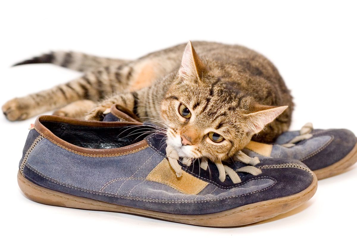 Ilustrasi kucing berada di atas sepatu.