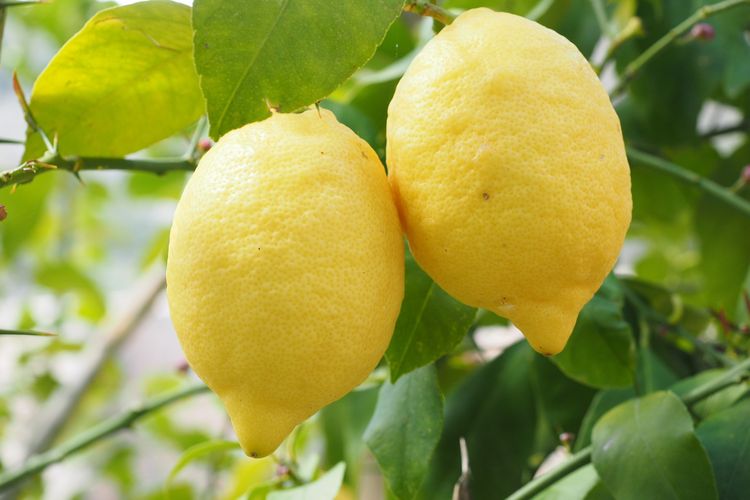 Ilustrasi tanaman buah lemon. 