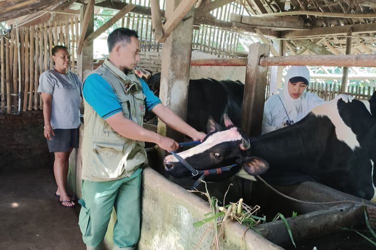 Penanganan tenaga medis kepada sapi yang terpapar PMK di Kecamatan Ngantang, Kabupaten Malang, Jawa Timur.