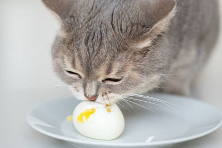 ilustrasi kucing makan telur rebus.
