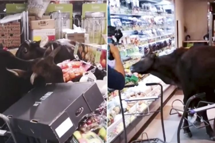 Foto tangkapan layar rekaman video sekelompok sapi masuk ke supermarket di Hong Kong.