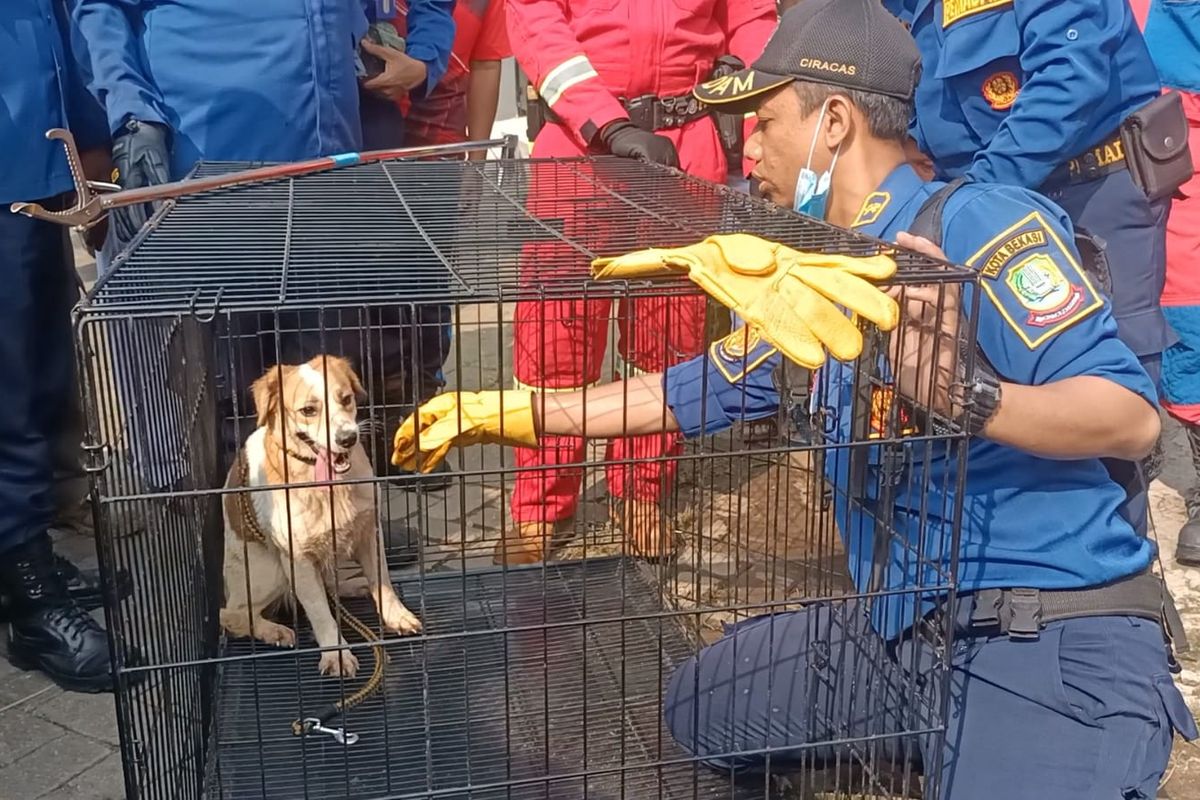 Satu dari 15 ekor anjing yang dievakuasi di Taman Kota, Bekasi Timur oleh petugas Damkar Kota Bekasi, Sabtu (4/9/2022). Evakuasi itu dilakukan setelah warga mengeluhkan tentang anjing-anjing yang diterlantarkan dan dibiarkan oleh pemiliknya. 