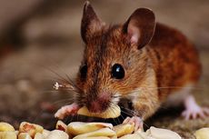 Tikus Bersarang di Plafon Rumah, Ini Cara Mengatasinya