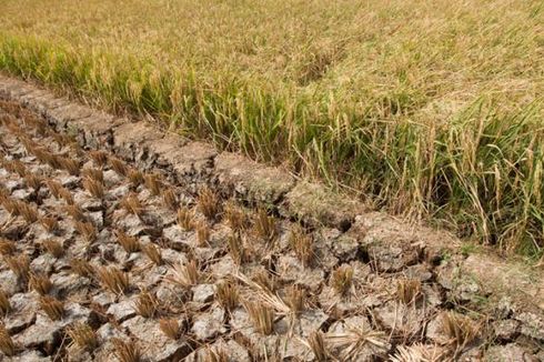 Terobosan Irigasi Pertanian: Antisipasi Dampak El Nino Terulang