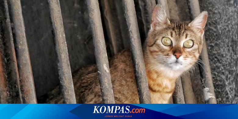 Jadikan Kucing Makanan Anjing Pria Ini Ditangkap Polisi