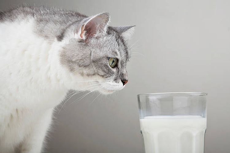 Ilustrasi kucing dan segelas susu.