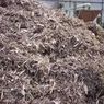 Kali Perdana, 190 Ton Pelet Pakan Ternak Berbahan Limbah Jagung dari Sumut Diekspor ke Korsel