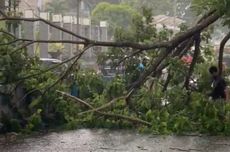 Angin Kencang Sebabkan 5 Pohon Tumbang di Jakarta, 1 Mobil dan 3 Ruko Rusak