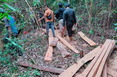 Terbongkar, Pembalakan Liar di Hutan Pengasingan Bung Karno 