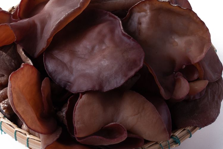 Ilustrasi jamur kuping basah. 