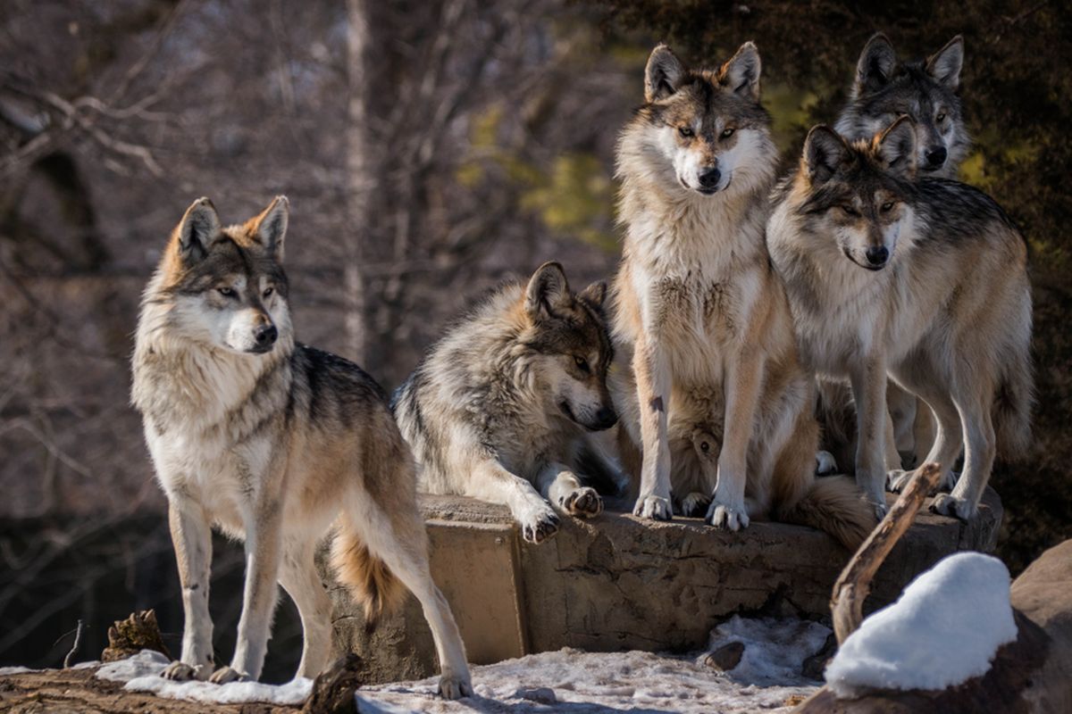 Ilustrasi kawanan serigala, predator penting dalam ekosistem alam.