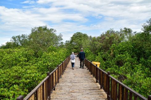 Kebun Raya Mangrove Surabaya Bersolek, Bisa Jajal Susur Sungai