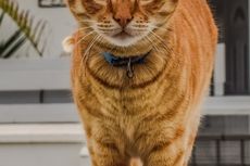 Tertolong Microchip, Kucing Tersesat Ratusan Mil Ini Akhirnya Ditemukan