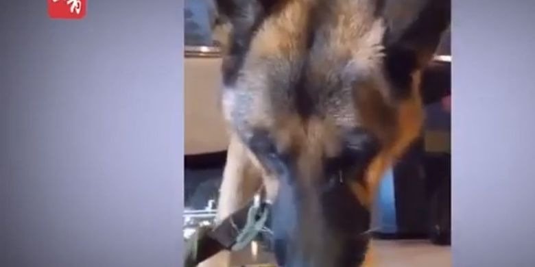 Video Viral Anjing Menangis Dipaksa Makan Cabai demi Konten