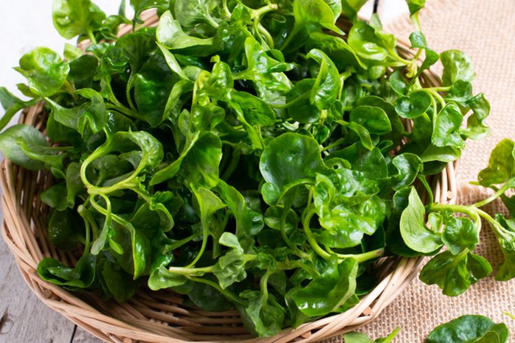 Ilustrasi tanaman sayuran watercress.