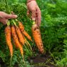 5 Pupuk Alami untuk Tanaman Wortel agar Panennya Melimpah