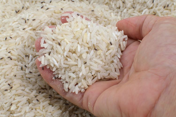 Ilustrasi kutu beras, beras berkutu.