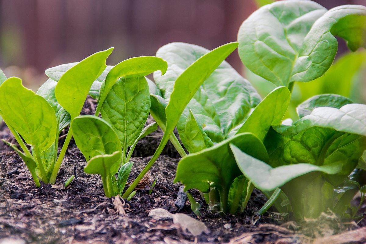 Ilustrasi menanam bayam, tanaman bayam.
