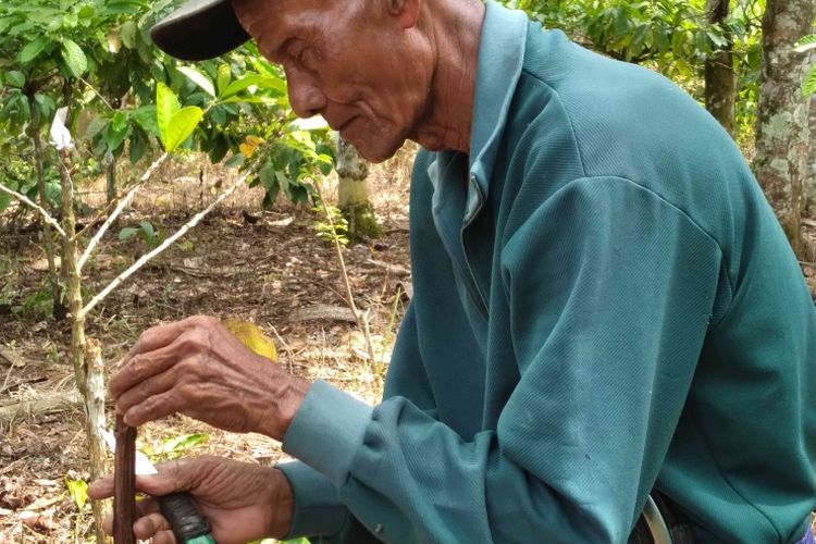 Abah Ruchayat dari Bukit Jambi, sudah bertahun-tahun melakukan grafting kopi di kebun sendiri dan kebun orang lain