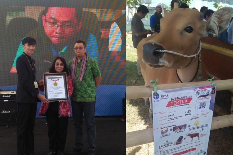 Melalui pendampingan dan pelatihan yang diberikan Lembaga Ilmu Pengetahuan Indonesia (LIPI), para peternak di Nusa Tenggara Barat telah mampu memecahkan tiga rekor Museum Rekor Indonesia (MURI) pada tahun 2019.