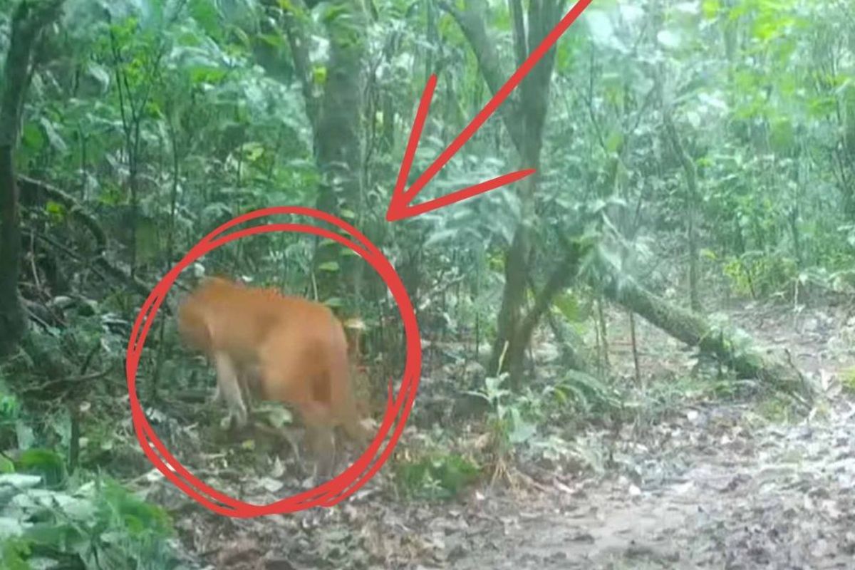 Kucing emas yang tertangkap kamera di Thailand