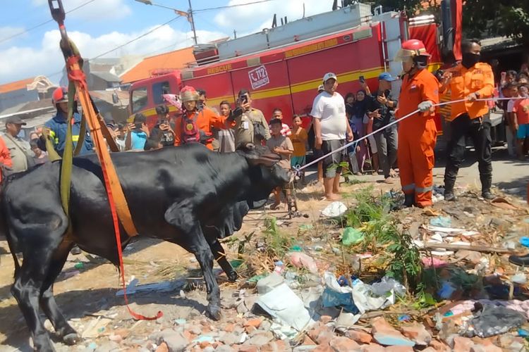 Proses evakuasi sapi masuk bozem di Surabaya
