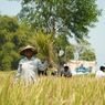 Kisah Petani yang Berhasil Panen Padi 3 Kali Setahun karena Tercukupinya Pasokan Air