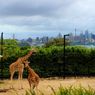 Video of Indonesian Village Replica in Australia's Taronga Zoo Trends on TikTok