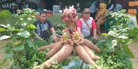 Petani Ciamis Budidayakan Singkong Jumbo, Panjang 1 Meter tetapi Harganya Jatuh Jadi Rp 700 Per Kg