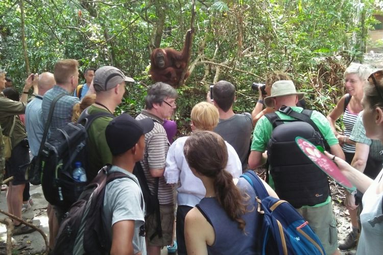 Wisatawan mancanegara memadati Taman Nasional Tanjung Puting pada saat musim libur, Juli 2017 lalu.