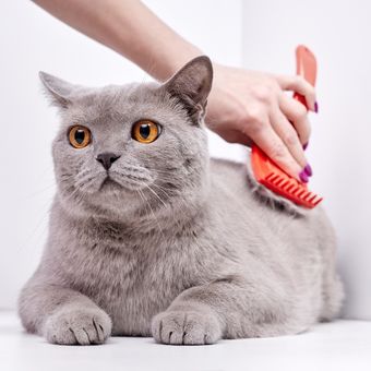 Ilustrasi kucing British shorthair.