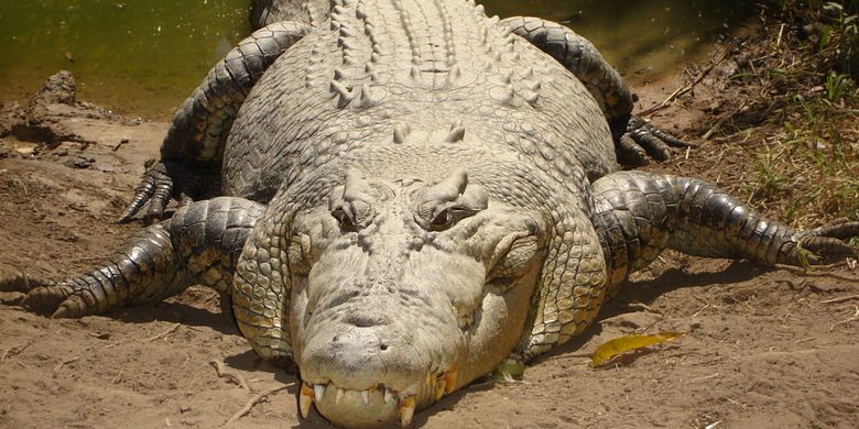 Ilustrasi buaya muara (Crocodylus porosus)