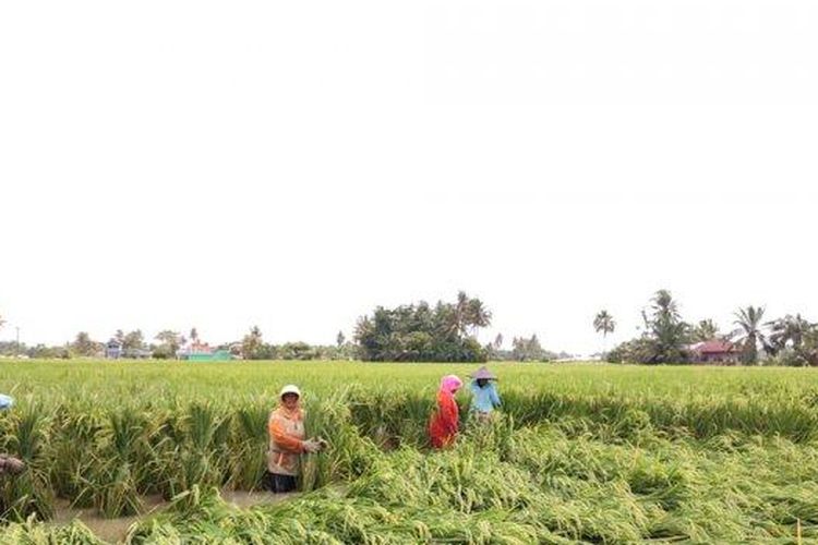 Petani yang sedang memperbaiki sawah. Tradisi Marsialapari adalah tradisi gotong royong di sawah atau kebun yang terdapat di Mandailing, Sumatera Utara.