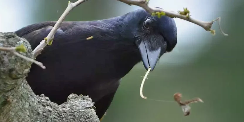 Gagak Kaledonia Baru (Corvus moneduloides)
